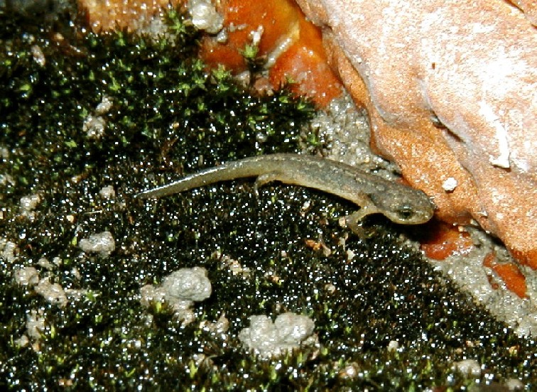 I Terracquari del Centro di Entomologia - Piombino (LI)